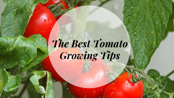 The Best Tomato Growing Tips
